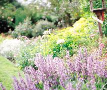 Garden1