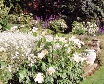 Garden3